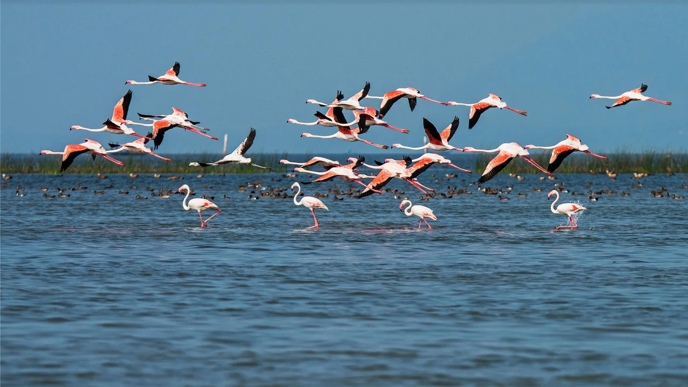 Birds gathering in the shallow waters of Chilika